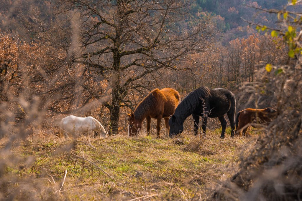 horses-wildlife-tourism